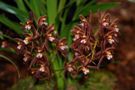 Cymbidium floribundum 'Rigoletto'